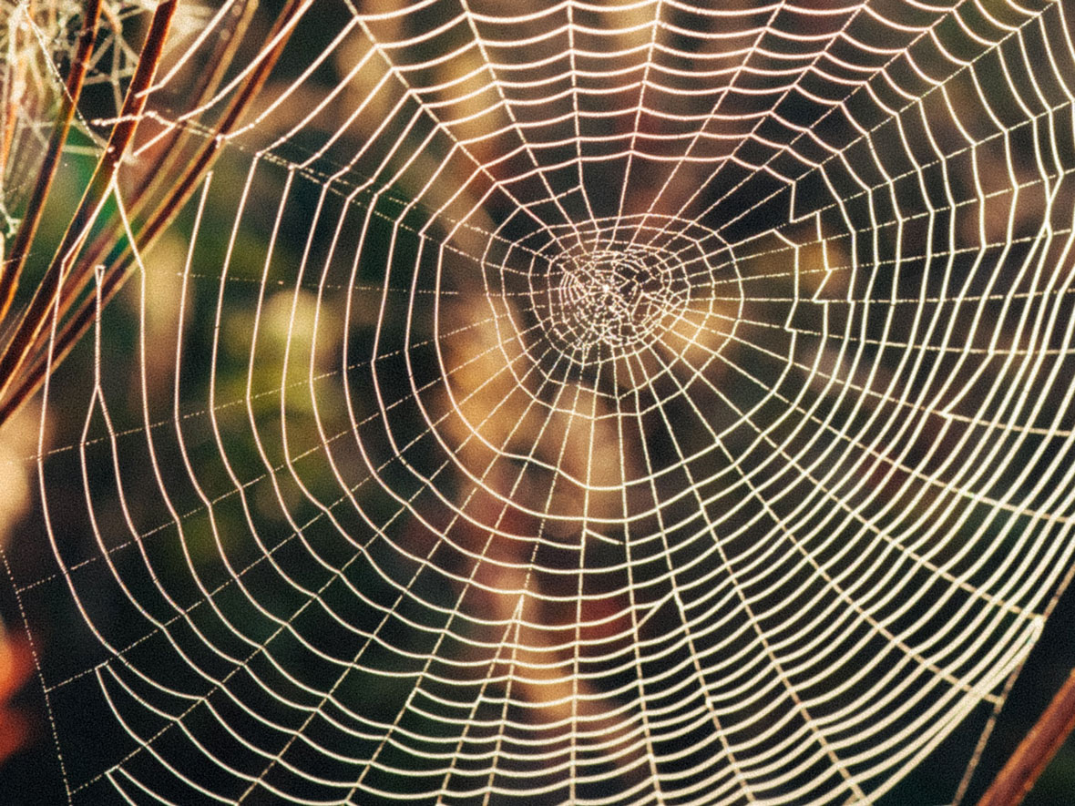 Spider's web (dark pattern metaphor)